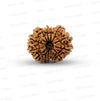 ✨ Benefits of 13 Mukhi Rudraksha (Natural & Certified)  Small