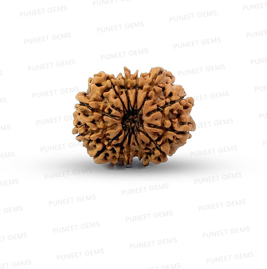 ✨ Benefits of 13 Mukhi Rudraksha (Natural & Certified)  Small