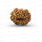 ✨ Benefits of 13 Mukhi Rudraksha (Natural & Certified)  Small