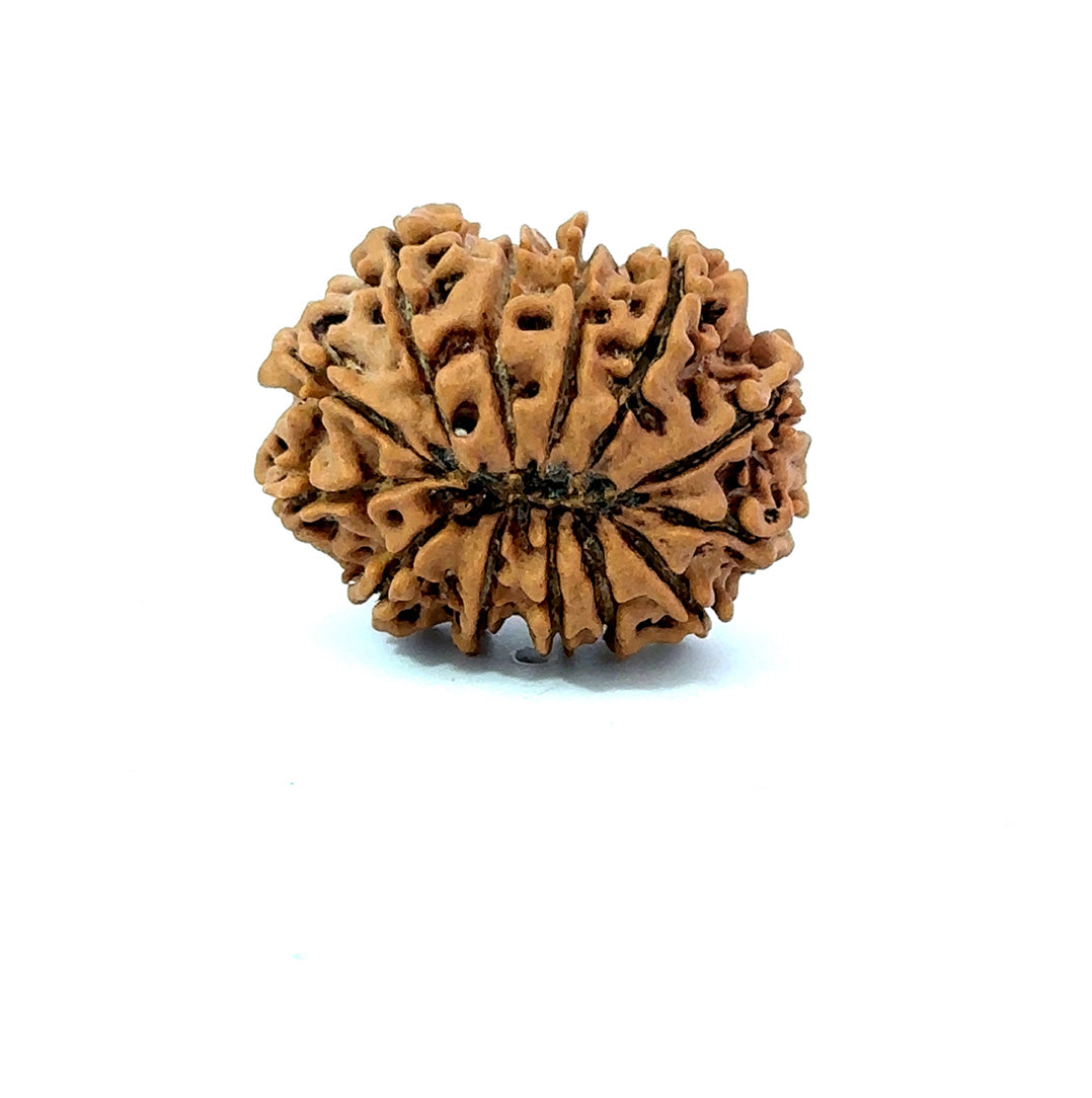 ✨ Benefits of 13 Mukhi Rudraksha (Natural & Certified)  Small