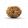 ✨ Benefits of 13 Mukhi Rudraksha (Natural & Certified)  Antik