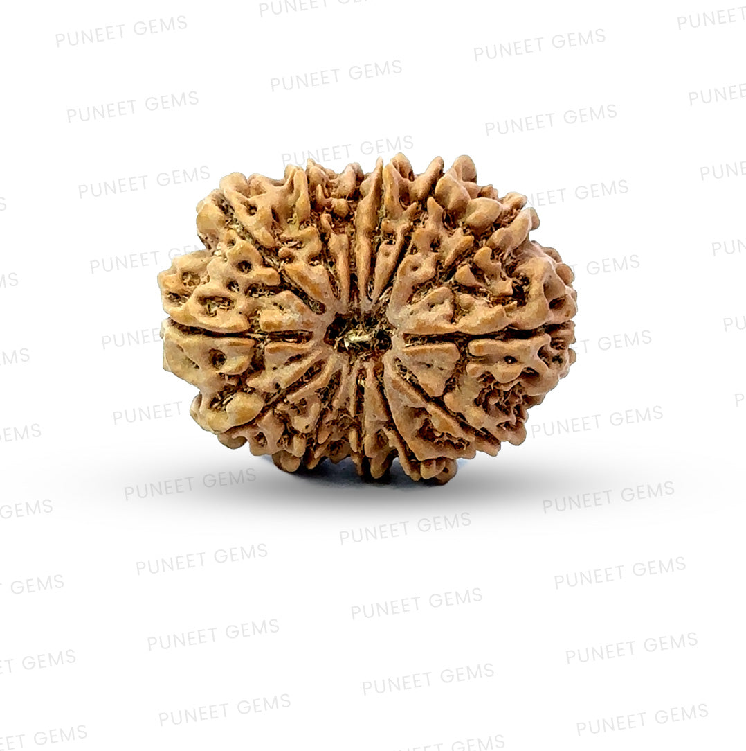 ✨ Benefits of 13 Mukhi Rudraksha (Natural & Certified)  Antik