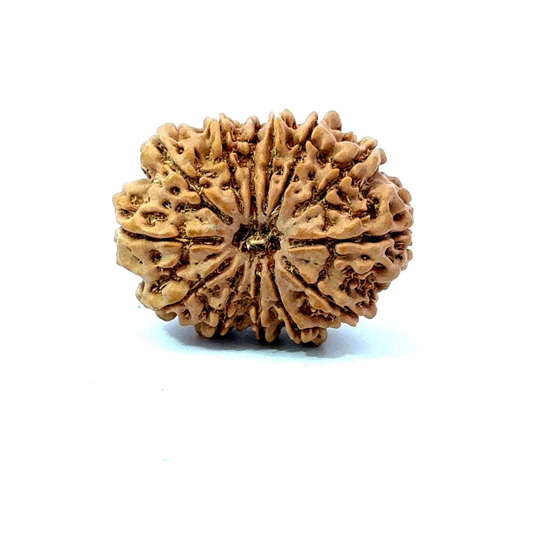 ✨ Benefits of 13 Mukhi Rudraksha (Natural & Certified)  Antik