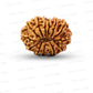 ✨ Benefits of 13 Mukhi Rudraksha (Natural & Certified)  Antik