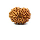 ✨ Benefits of 13 Mukhi Rudraksha (Natural & Certified)  Antik