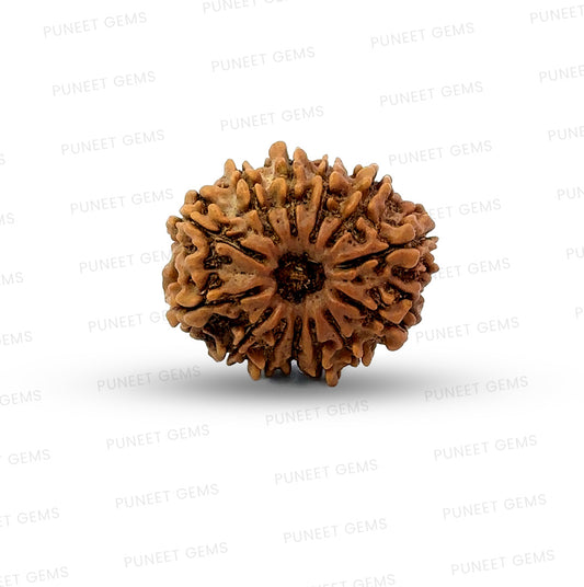 ✨ Benefits of 13 Mukhi Rudraksha (Natural & Certified)  Small