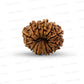 ✨ Benefits of 13 Mukhi Rudraksha (Natural & Certified)  Small