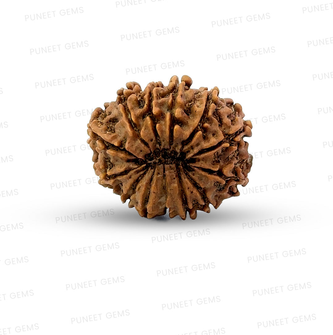 ✨ Benefits of 13 Mukhi Rudraksha (Natural & Certified)  Small