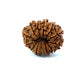 ✨ Benefits of 13 Mukhi Rudraksha (Natural & Certified)  Small