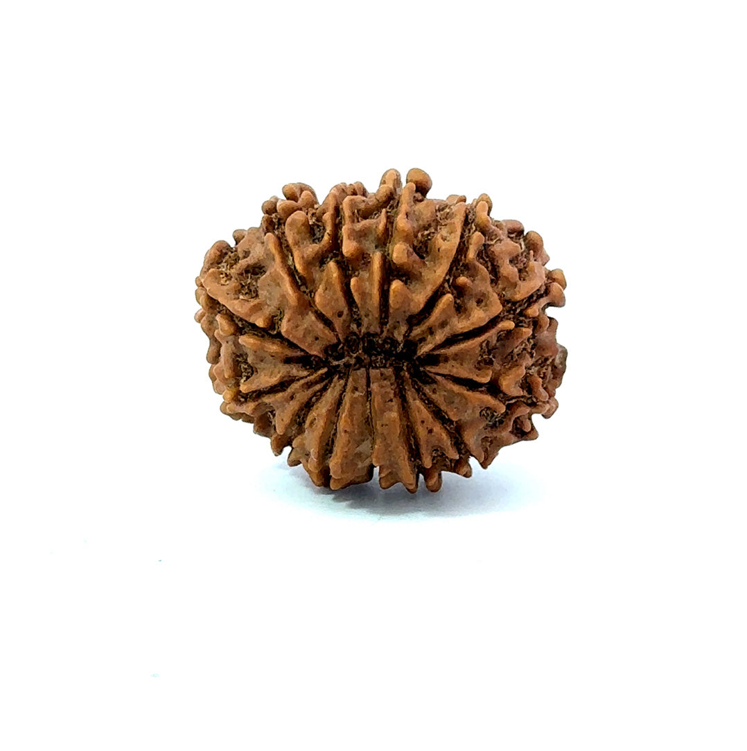✨ Benefits of 13 Mukhi Rudraksha (Natural & Certified)  Small