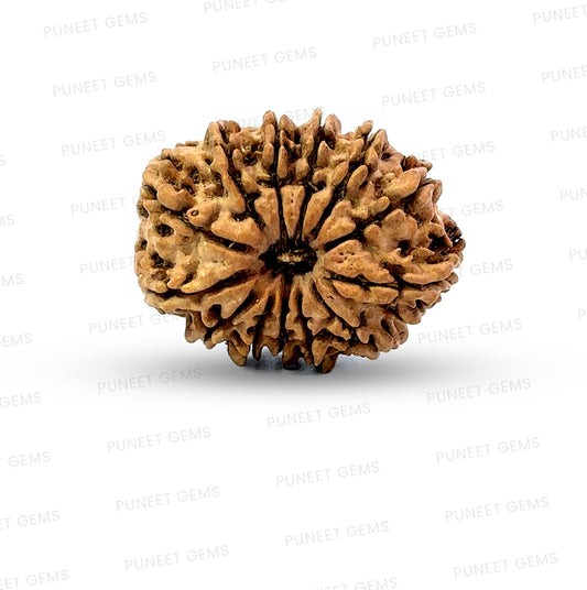 ✨ Benefits of 13 Mukhi Rudraksha (Natural & Certified)  Big