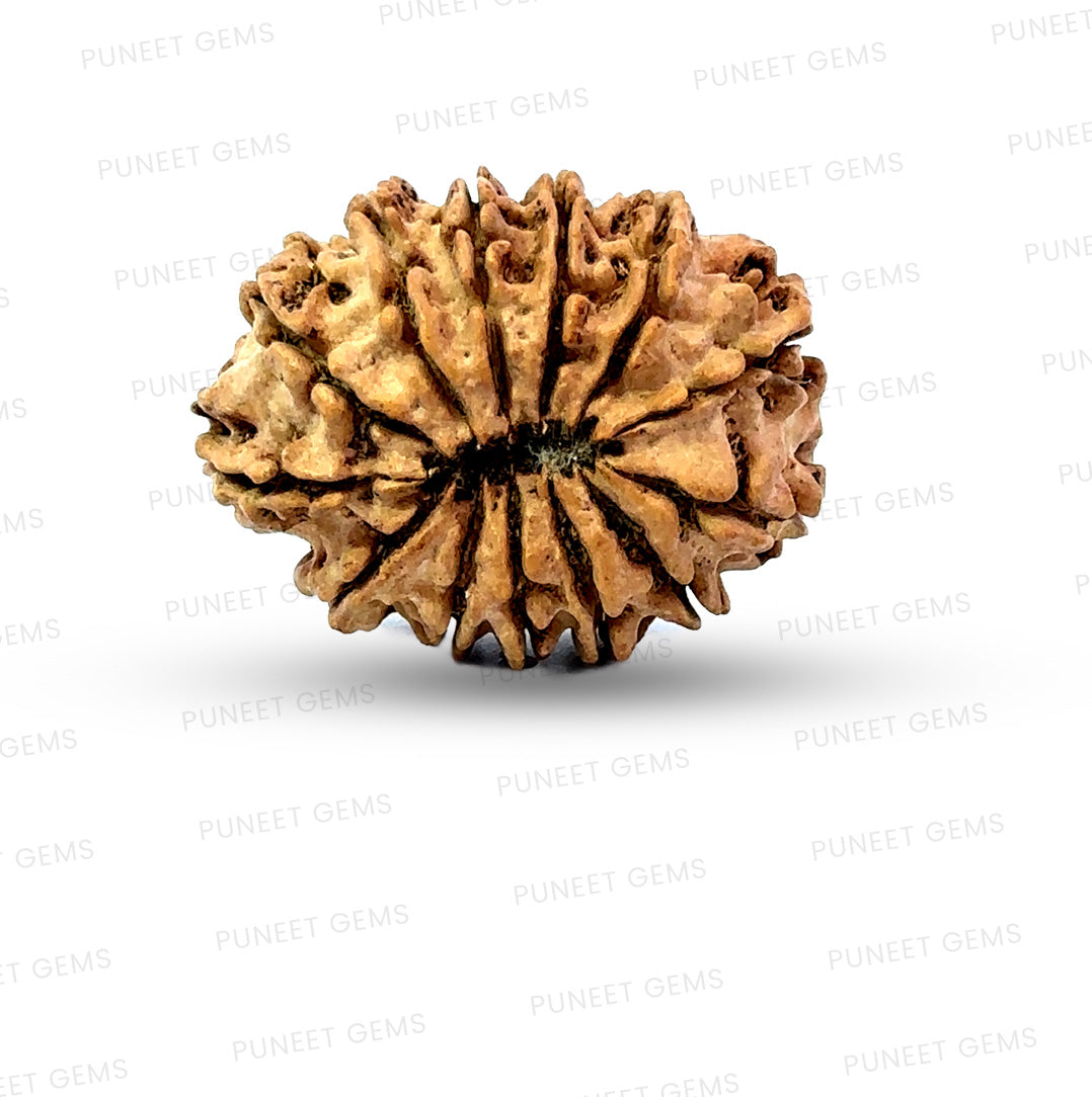 ✨ Benefits of 13 Mukhi Rudraksha (Natural & Certified)  Big