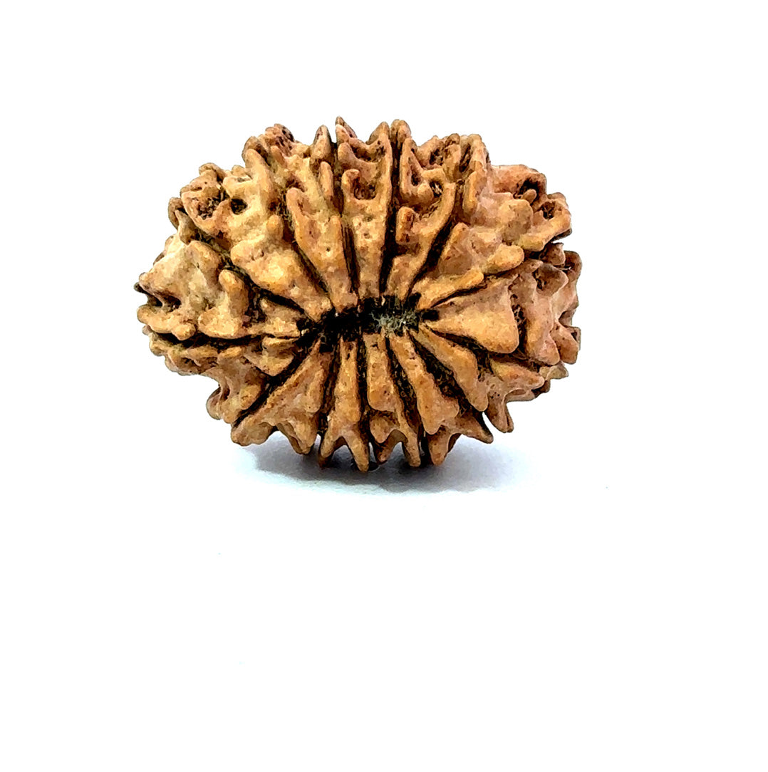 ✨ Benefits of 13 Mukhi Rudraksha (Natural & Certified)  Big