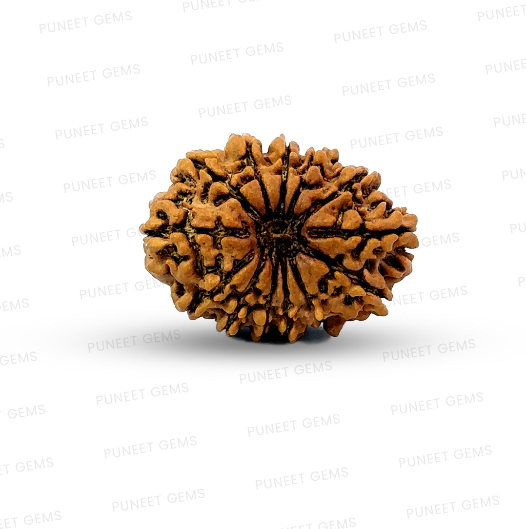 ✨ Benefits of 13 Mukhi Rudraksha (Natural & Certified)  Medium