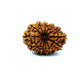 ✨ Benefits of 13 Mukhi Rudraksha (Natural & Certified)  Medium