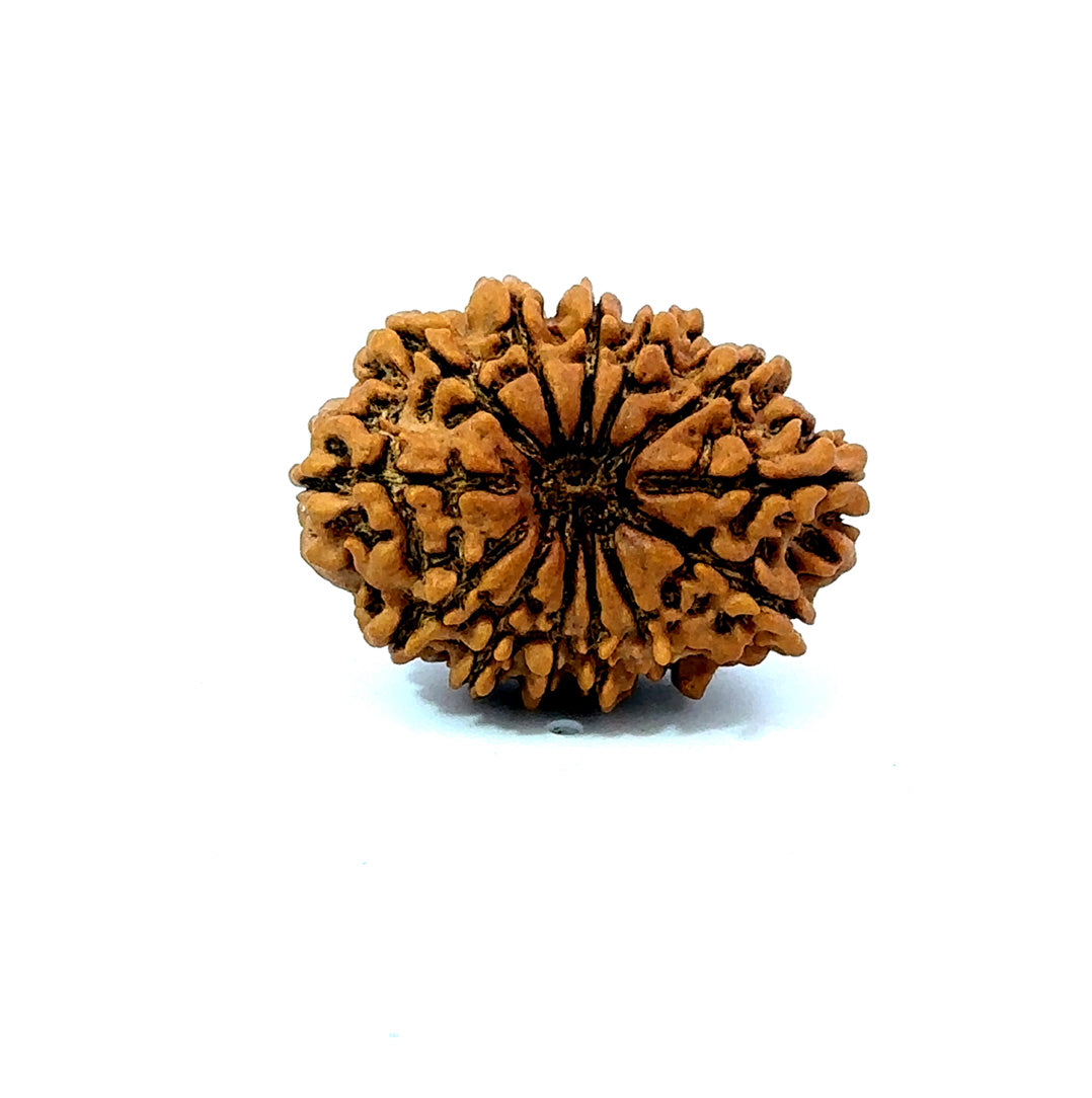 ✨ Benefits of 13 Mukhi Rudraksha (Natural & Certified)  Medium