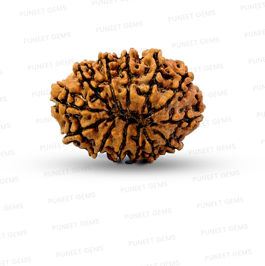 ✨ Benefits of 13 Mukhi Rudraksha (Natural & Certified)  Medium