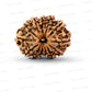 ✨ Benefits of 13 Mukhi Rudraksha (Natural & Certified)  Antik