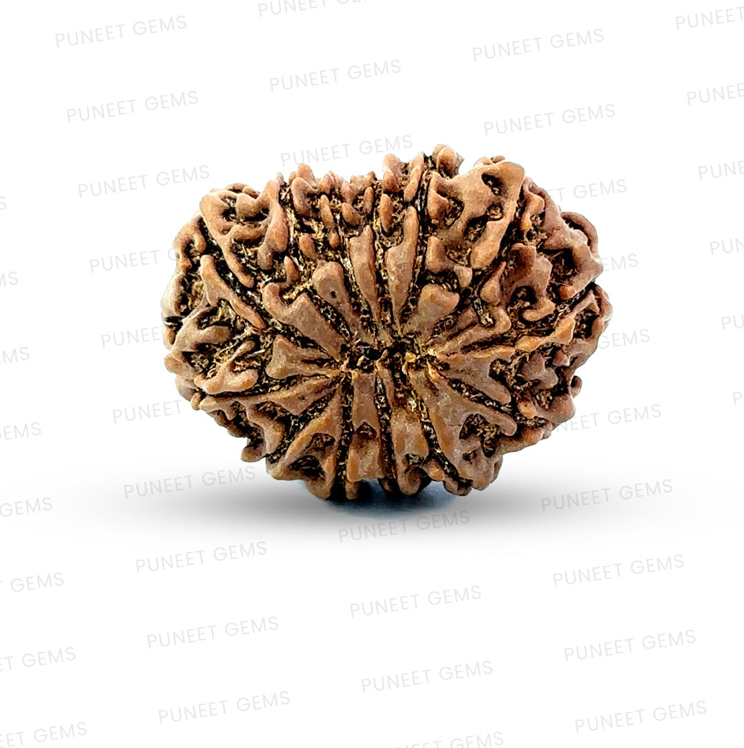 ✨ Benefits of 13 Mukhi Rudraksha (Natural & Certified)  Antik