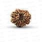 ✨ Benefits of 13 Mukhi Rudraksha (Natural & Certified)  Big