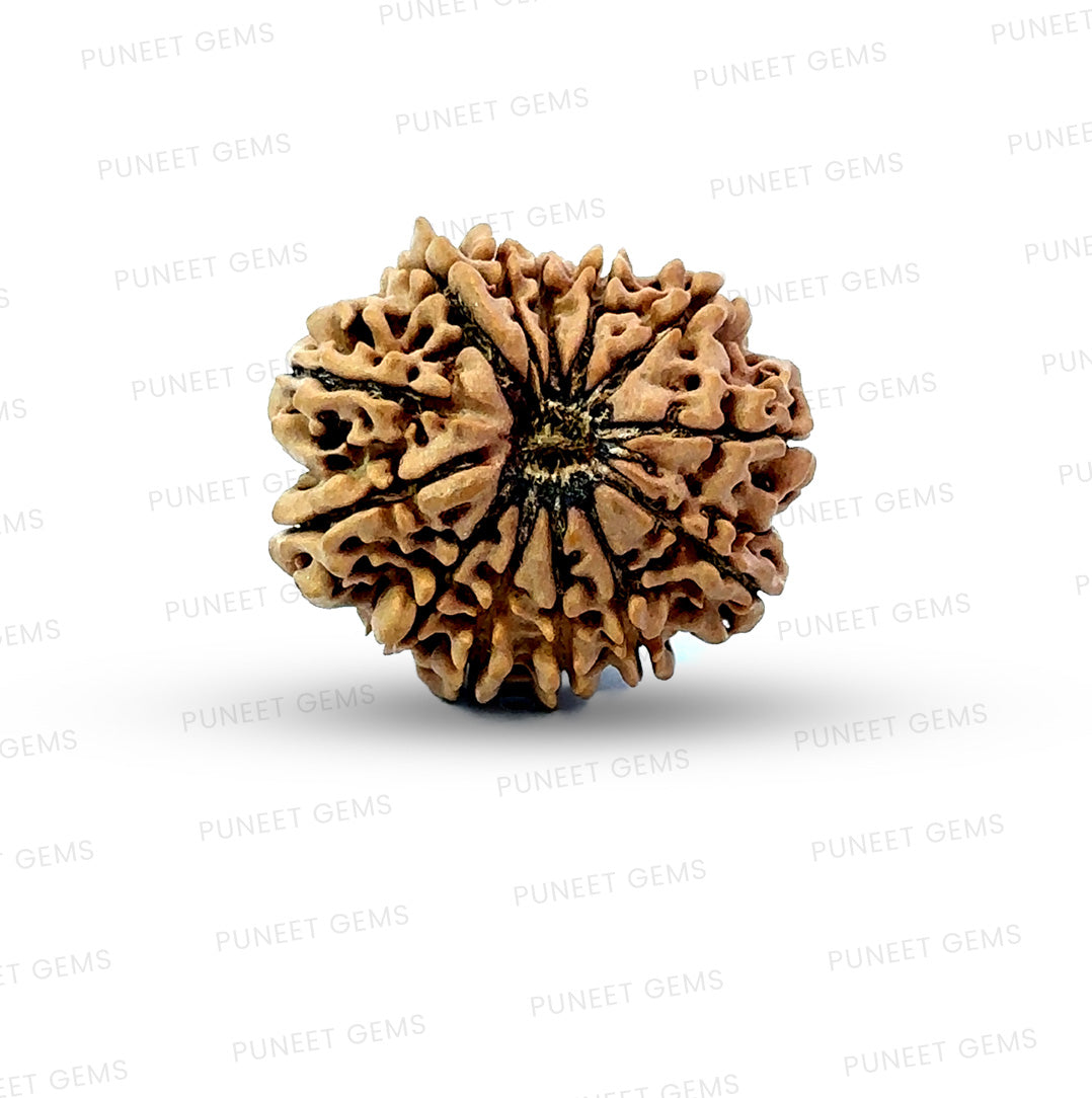 ✨ Benefits of 13 Mukhi Rudraksha (Natural & Certified)  Big