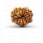 ✨ Benefits of 13 Mukhi Rudraksha (Natural & Certified)  Big
