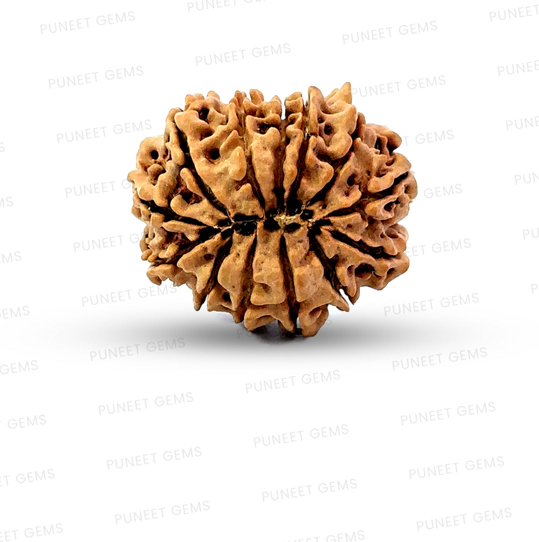 ✨ Benefits of 13 Mukhi Rudraksha (Natural & Certified)  Big