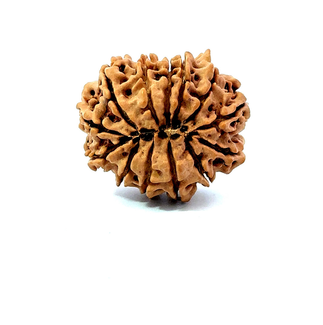 ✨ Benefits of 13 Mukhi Rudraksha (Natural & Certified)  Big
