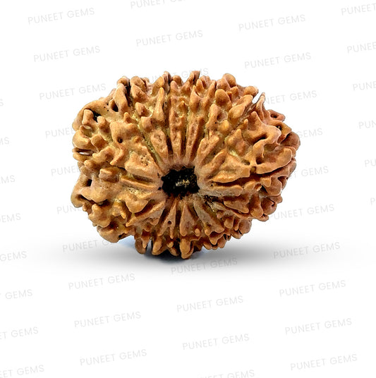 ✨ Benefits of 13 Mukhi Rudraksha (Natural & Certified)  Antik