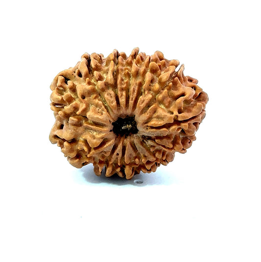 ✨ Benefits of 13 Mukhi Rudraksha (Natural & Certified)  Antik