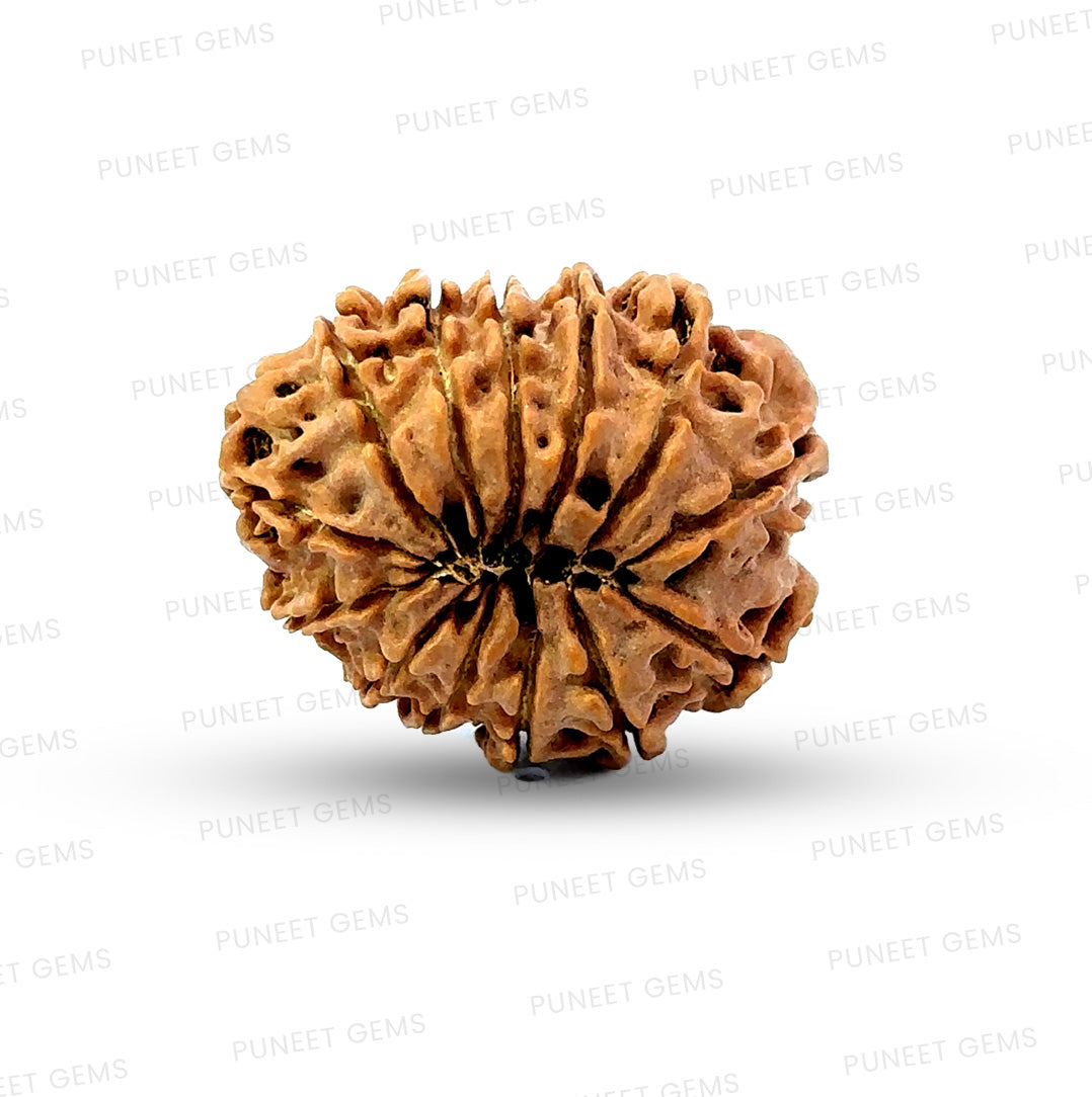 ✨ Benefits of 13 Mukhi Rudraksha (Natural & Certified)  Antik