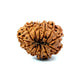 ✨ Benefits of 13 Mukhi Rudraksha (Natural & Certified)  Antik