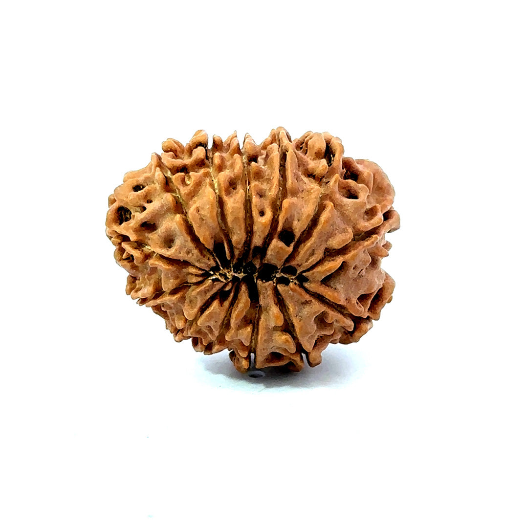 ✨ Benefits of 13 Mukhi Rudraksha (Natural & Certified)  Antik