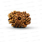 🌿 14 Mukhi Nepali Rudraksha (Natural & Certified). Medium
