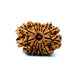 🌿 14 Mukhi Nepali Rudraksha (Natural & Certified). Medium