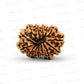 🌿 14 Mukhi Nepali Rudraksha (Natural & Certified). Medium