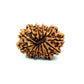 🌿 14 Mukhi Nepali Rudraksha (Natural & Certified). Medium