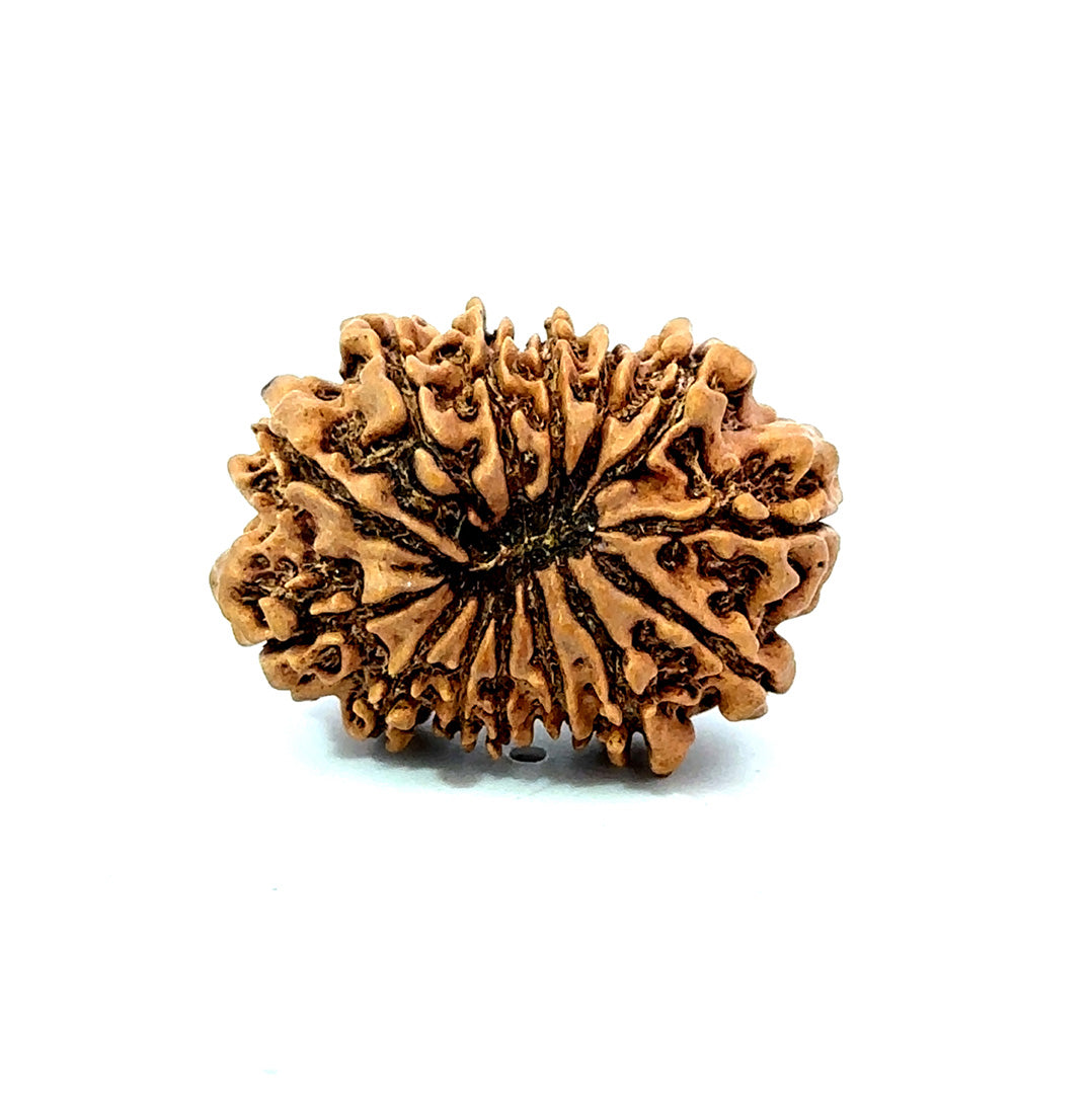 🌿 14 Mukhi Nepali Rudraksha (Natural & Certified). Medium