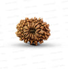 🌿 14 Mukhi Nepali Rudraksha (Natural & Certified). Small