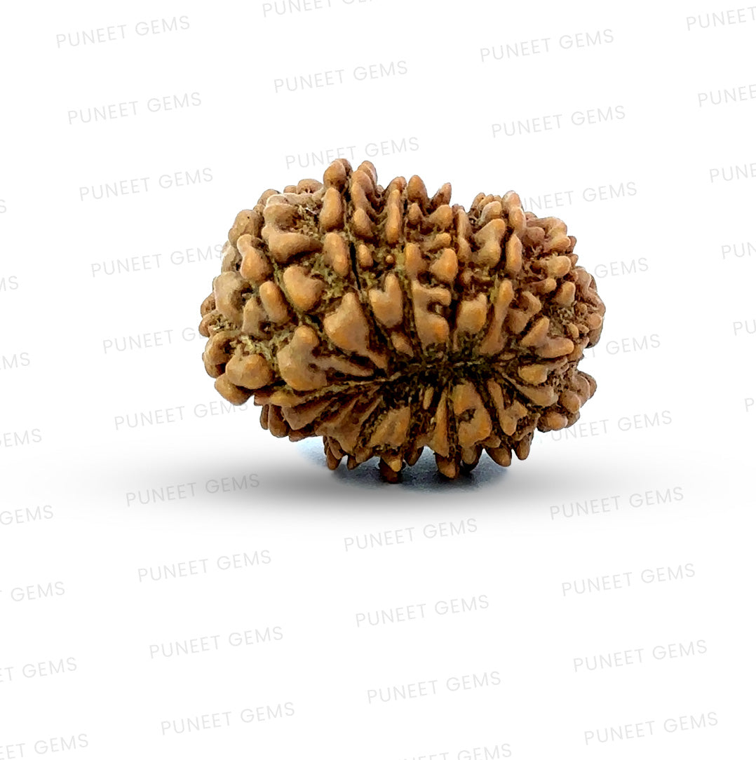 🌿 14 Mukhi Nepali Rudraksha (Natural & Certified). Small