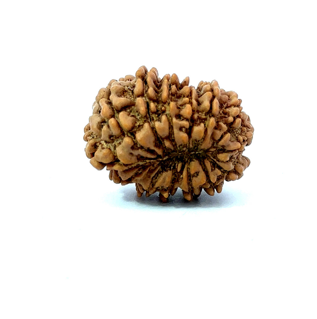 🌿 14 Mukhi Nepali Rudraksha (Natural & Certified). Small
