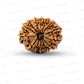 🌿 14 Mukhi Nepali Rudraksha (Natural & Certified). Big