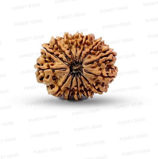 🌿 14 Mukhi Nepali Rudraksha (Natural & Certified). Big