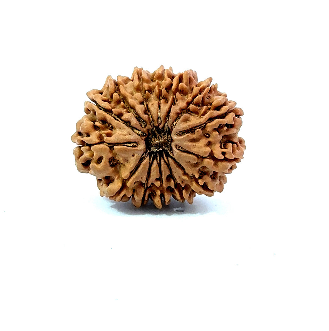 🌿 14 Mukhi Nepali Rudraksha (Natural & Certified). Big