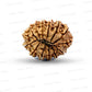 🌿 14 Mukhi Nepali Rudraksha (Natural & Certified). Big
