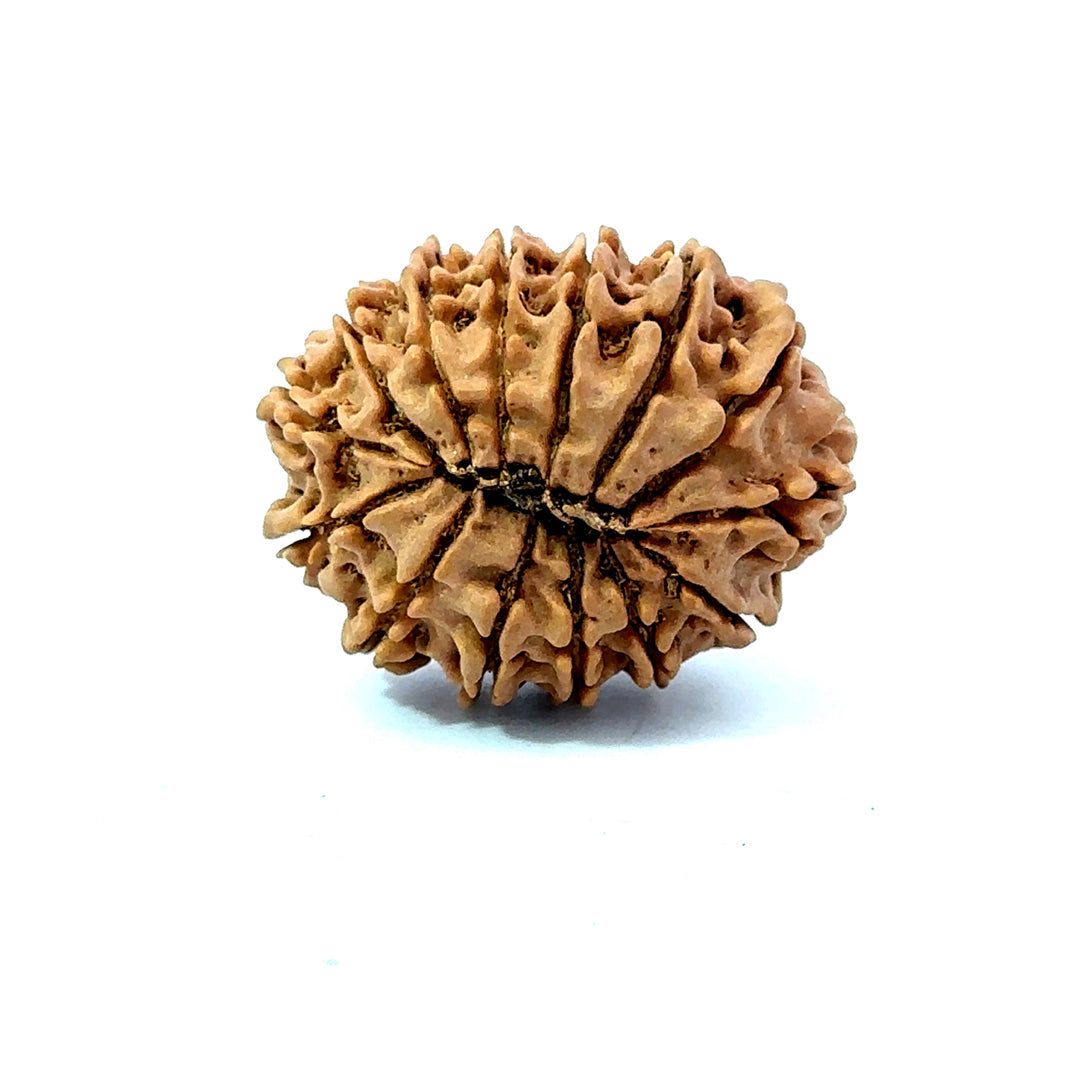 🌿 14 Mukhi Nepali Rudraksha (Natural & Certified). Big