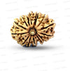 🌿 15 Mukhi Nepali Rudraksha (Natural & Certified). Antik