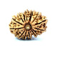 🌿 15 Mukhi Nepali Rudraksha (Natural & Certified). Antik