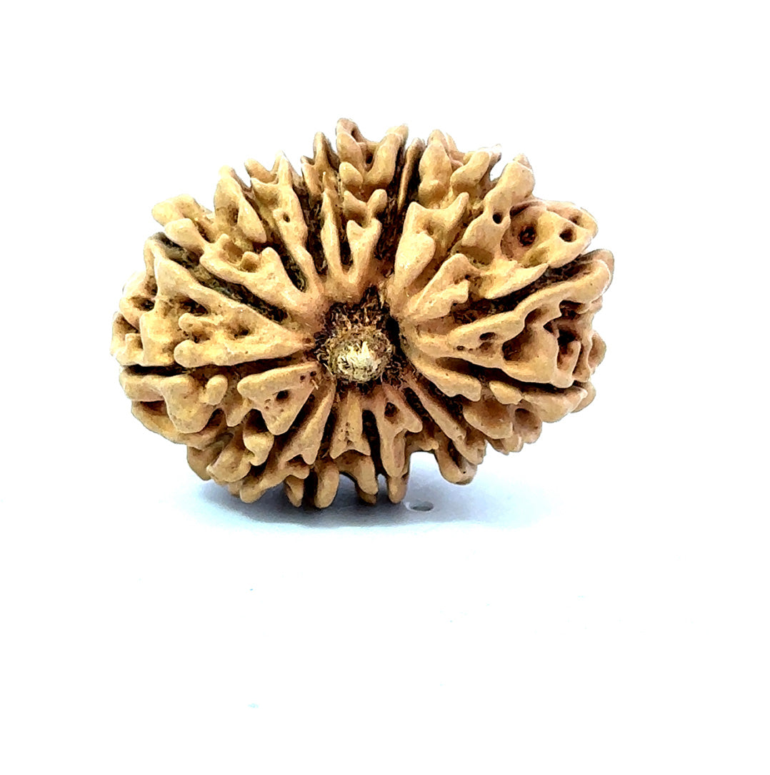 🌿 15 Mukhi Nepali Rudraksha (Natural & Certified). Antik