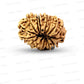 🌿 15 Mukhi Nepali Rudraksha (Natural & Certified). Antik